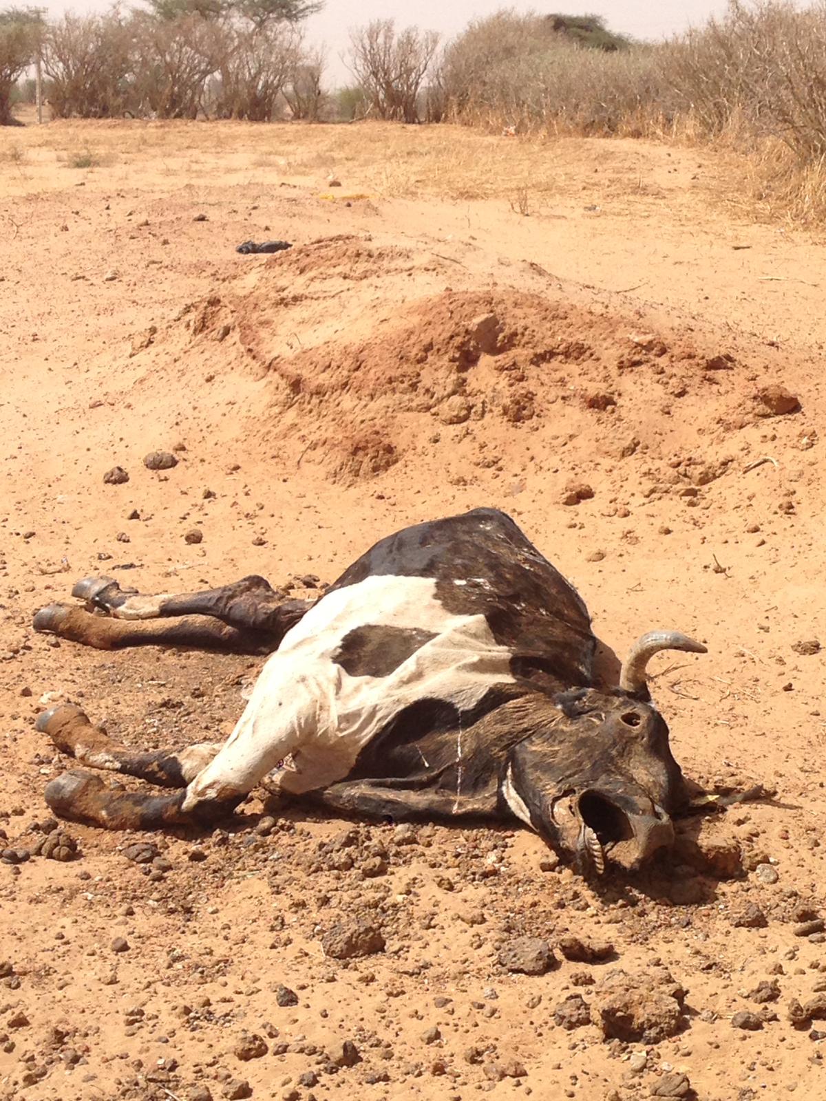 PHOTO-2019-03-15-Sénégal